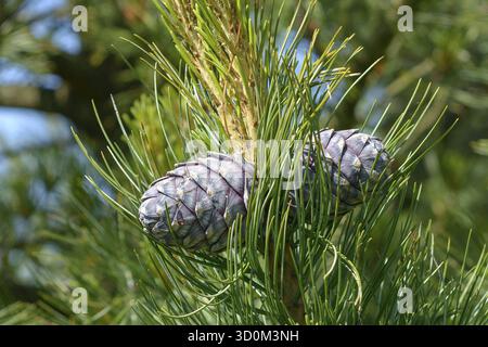 Zirbenkiefer (Pinus cembra), Rhodo 2014, Bad Zwischenahn, Niedersachsen, Deutschland Stockfoto