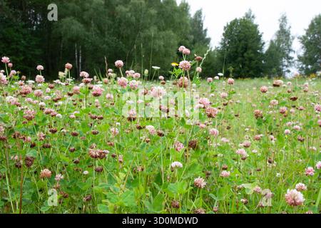 Wilde Kleeblumen auf einer Wiese in der Natur. Ein malerisches farbenfrohes künstlerisches Bild mit weichem Fokus. Ein Kleefeld auf einem Waldgrund. Stockfoto