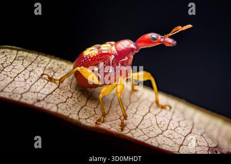 Giraffen-Käfer (Trachelophorus giraffa) mit seinem charakteristischen langen Hals und leuchtend roten Körper mit gelben Markierungen, die wieder auf einem detaillierten trockenen Blatt stehen Stockfoto