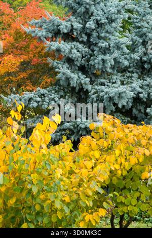 Die Blätter auf den Bäumen wechseln sich in wunderschöne Farben von Orange, Gelb und Silber, was bedeutet, dass der Herbst gekommen ist Blaufichte Hexe Hazel Hamamelis Stockfoto