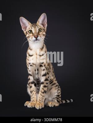 Die junge Savannah-Katze sitzt nach vorne und blickt direkt in die Kamera. Isoliert auf schwarzem Hintergrund Stockfoto