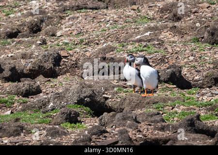 Zwei Puffins stehen zusammen auf felsigem Küstengrund Stockfoto