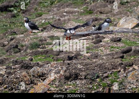 Papageientaucher an einem Rocky Shore im Flug und im Stehen Stockfoto