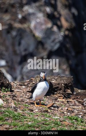 Puffin steht auf felsigem Boden Stockfoto