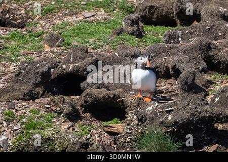 Puffin steht auf Coastal Rocks Stockfoto