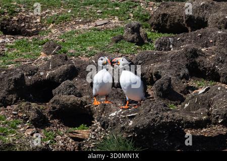 Zwei Puffins stehen an einem felsigen Ufer Stockfoto