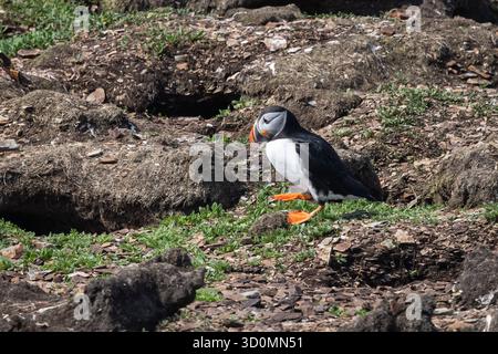 Puffin steht an einer felsigen Küste Stockfoto