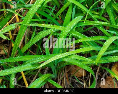 Frische Grüne Grasklingen Bedeckten Tautropfen Stockfoto