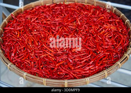 Rote Chili-Paprika in der Sonne trocknen im Korb Stockfoto