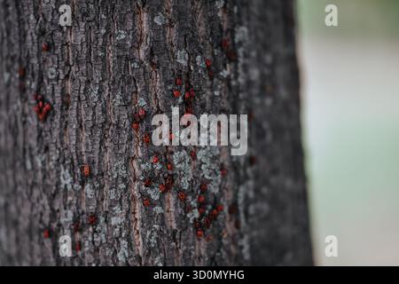 Rote Feuerwanzen auf rauer Baumrinde in einer natürlichen Waldlandschaft, Nahaufnahme Stockfoto