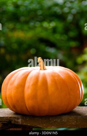 Orangefarbener Kürbis auf einem Holztisch. Schöner Hintergrund mit Kopierraum für Thanksgivig oder halloween-Konzept. Ländlicher Garten im Herbst. Rustikales Stillleben Stockfoto