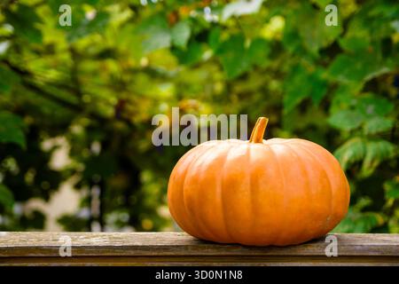 Orangefarbener Kürbis auf einem Holztisch. Schöner Hintergrund mit Kopierraum für Thanksgivig oder halloween-Konzept. Ländlicher Garten im Herbst. Rustikales Stillleben Stockfoto