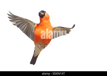 Fliegende männliche Bullfinke (Pyrrhula pyrrhula) nähert sich, isoliert auf weißem Hintergrund mit Kopierraum Stockfoto