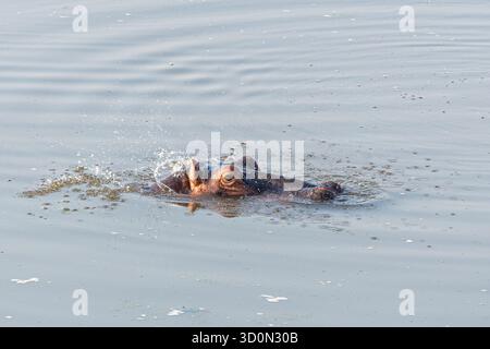 Blick auf einen Nilpferdkopf, der aus dem glitzernden Wasser auftaucht und sich unter dem weichen Licht ausbreitet, Kakumbi, South Luangwa National Park, Sambia. Stockfoto