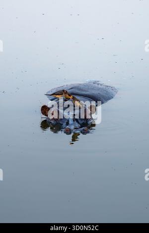 Blick auf ein Nilpferd mit seinem Kopf über der Wasseroberfläche, seine dunkle Haut im Kontrast zum reflektierenden Wasser, Hwange National Park, Matabeleland North Province, Simbabwe. Stockfoto