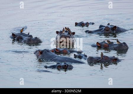 Blick auf Flusspferde, die sich im blauen Wasser suhlen, mit Vögeln auf ihren Köpfen, die einen auffälligen Kontrast zur Landschaft bilden, Masuma, Matabelelan Stockfoto