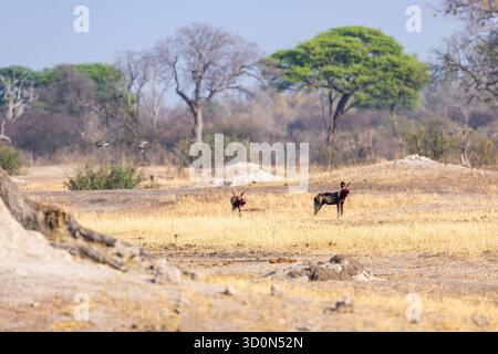 Blick auf zwei afrikanische Wildhunde in einer trockenen, grasbewachsenen Landschaft mit kargen Bäumen und Sträuchern unter einem trüben blauen Himmel, Masuma, Matabeleland Stockfoto