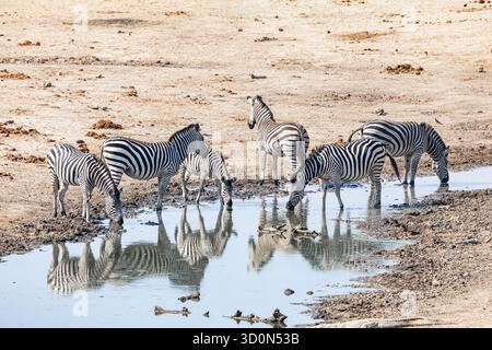 Blick auf Zebras, die sich aus einem Wasserloch versammeln, ihre schwarz-weißen Streifen spiegeln sich in der Wasseroberfläche, Masuma, Matabeleland North Province, Simbabwe. Stockfoto