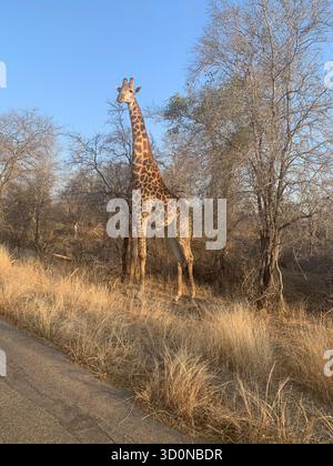 Majestätische Giraffe im Dry Bushveld des Kruger National Park, Südafrika Stockfoto