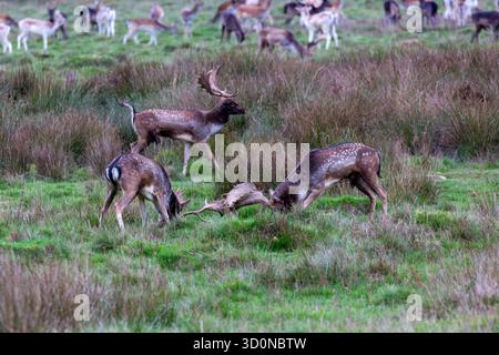 Zwei Damhirschböcke wetteifern während der Brunstsaison im Süden Englands im Oktober 2025 um die Dominanz. Der dritte Hirsch interessiert sich. Stockfoto