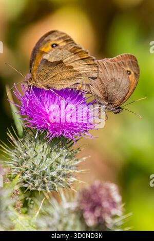 Torwächter (Pyronia tithonus) auf einer Blütenpaarung. Stockfoto