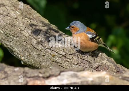 Kaffinchen (Fringilla coelebs), die auf einem Baum thront. Stockfoto