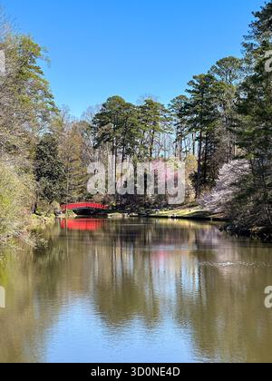 Rote Fußgängerbrücke spiegelt sich im Calm Spring Lake, umgeben von blühenden Bäumen und Kiefernwald Stockfoto