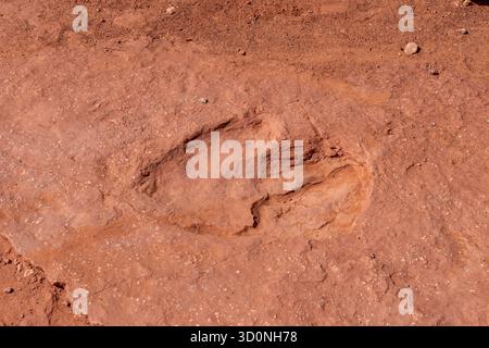 Eine Spur eines großen prähistorischen Eubrontes-Dinosauriers an der Warner Valley Dinosaur Tracks Site in Utah. Stockfoto
