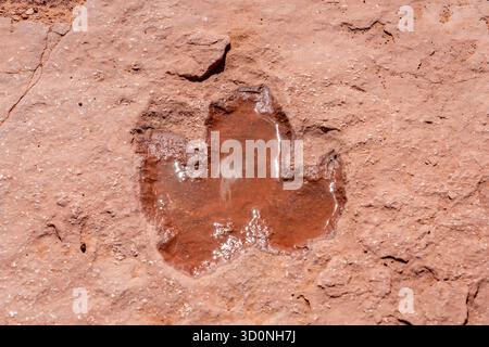 Eine Spur eines großen prähistorischen Eubrontes-Dinosauriers an der Warner Valley Dinosaur Tracks Site in Utah. Stockfoto