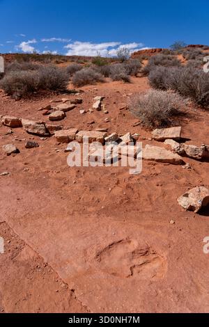 Eine Spur eines großen prähistorischen Eubrontes-Dinosauriers an der Warner Valley Dinosaur Tracks Site in Utah. Stockfoto