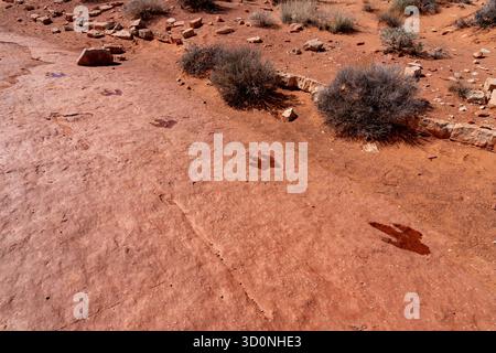 Die Strecke eines großen prähistorischen Eubrontes-Dinosauriers befindet sich in der Warner Valley Dinosaur Tracks Site in Utah. Stockfoto