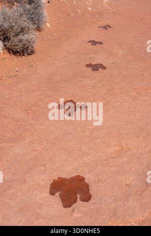 Die Strecke eines großen prähistorischen Eubrontes-Dinosauriers befindet sich in der Warner Valley Dinosaur Tracks Site in Utah. Stockfoto