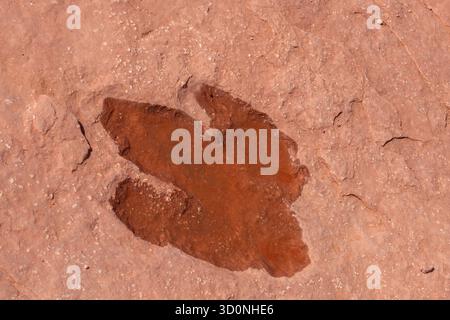Eine Spur eines großen prähistorischen Eubrontes-Dinosauriers an der Warner Valley Dinosaur Tracks Site in Utah. Stockfoto