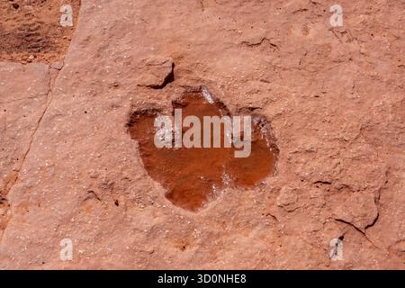 Eine Spur eines großen prähistorischen Eubrontes-Dinosauriers an der Warner Valley Dinosaur Tracks Site in Utah. Stockfoto