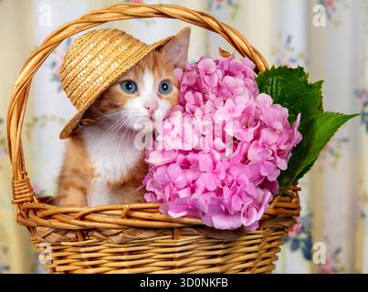 Niedliches Ingwerkätzchen mit Strohhut in einem Korb mit Hortensien Stockfoto