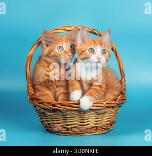 Zwei entzückende Ingwerkätzchen sitzen in einem Korb auf blauem Hintergrund Stockfoto