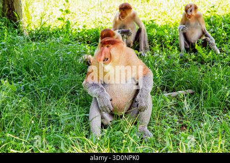 Proboscis Monkey Nasalis larvatus in Mangroven auf Borneo. Lustige große rote Langnasen in der Wildnis. Auf einer kleinen Holzplattform sitzen und essen Stockfoto