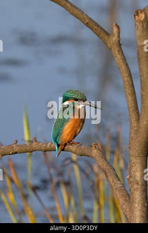 Gemeiner Eisvogel (Alcedo atthis) Norfolk September 2025 Stockfoto
