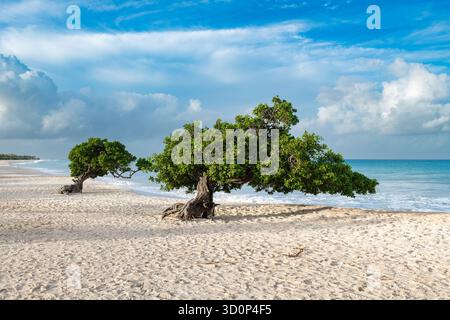 Die berühmten Divi Divi Bäume am weißen Sand von Eagle Beach, Aruba, mit sanften Wellen treffen auf das Ufer. Stockfoto
