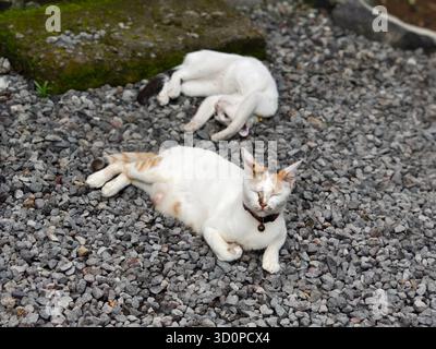 Zwei domestizierte Katzenrassen, die sich auf einem Kiesbett entspannen Stockfoto
