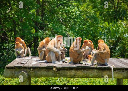 Proboscis Monkey Nasalis larvatus in Mangroven auf Borneo. Lustige große rote Langnasen in der Wildnis. Auf einer kleinen Holzplattform sitzen und essen Stockfoto
