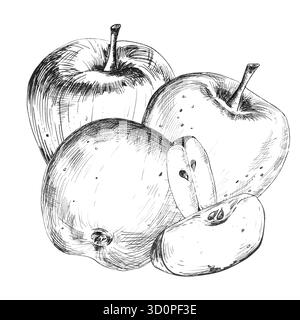 Eine Tuschzeichnung von Äpfeln und Scheiben. Obstgarten Clipart. Schwarzweiß-Zeichnung. Handgezeichnete Illustration für Obstverpackungen, beliebig für Stockfoto