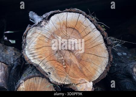 Frisch geschnittene Baumstämme zeigen Ringe, Risse und Holzstruktur. Detailansicht von Naturholz. Stockfoto
