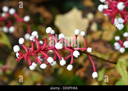 Schwarze Augen weiße Herbstbeeren von Baneberry, Actaea pachypoda Misty Blue UK Garden September Stockfoto
