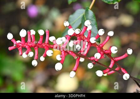 Schwarze Augen weiße Herbstbeeren von Baneberry, Actaea pachypoda Misty Blue UK Garden September Stockfoto