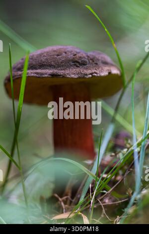 Roter Fußboletenpilz (Xerocomellus chrysenteron) mit braunem Kappe und rotem Stamm, der zwischen Moos und Gras im Apuseni-Wald wächst Stockfoto