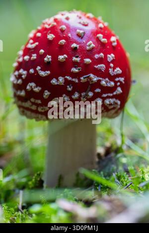 Rothügelpilz (Amanita muscaria) mit weißen Flecken, die zwischen Gras und Moos im Apuseni-Wald wachsen, im natürlichen Licht erfasst Stockfoto