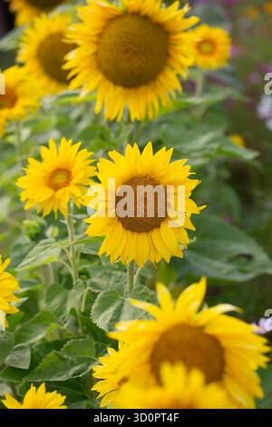 Nahaufnahme von blühenden Sonnenblumen Stockfoto