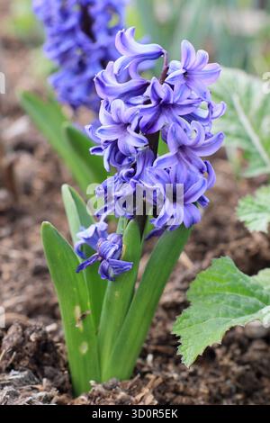 Hyacinthus orientalis „Delfter Blau“ blüht im Frühjahr bis April. UK Stockfoto