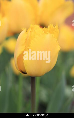 Tulipa Kristallstern. Tulip Crystal Star, eine gesäumte Tulpe mit leuchtend gelben Blüten im Frühling. Stockfoto
